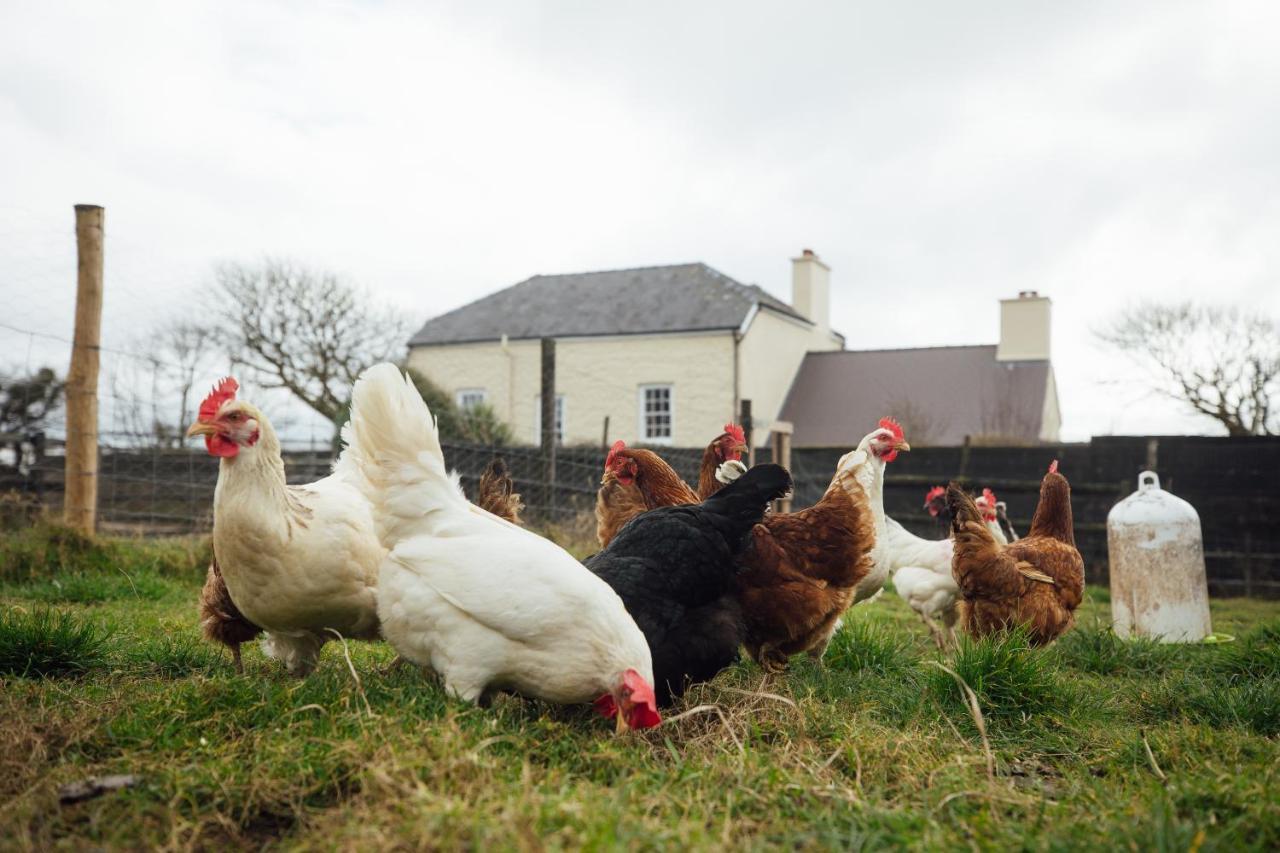 Penrhiw Farm B & B Goodwick Kültér fotó