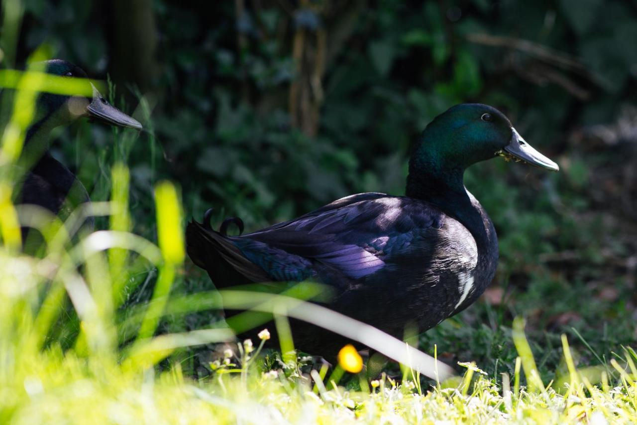 Penrhiw Farm B & B Goodwick Kültér fotó